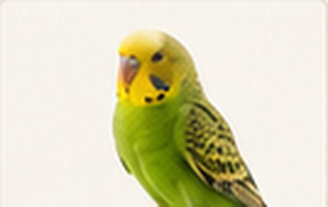Oiseaux