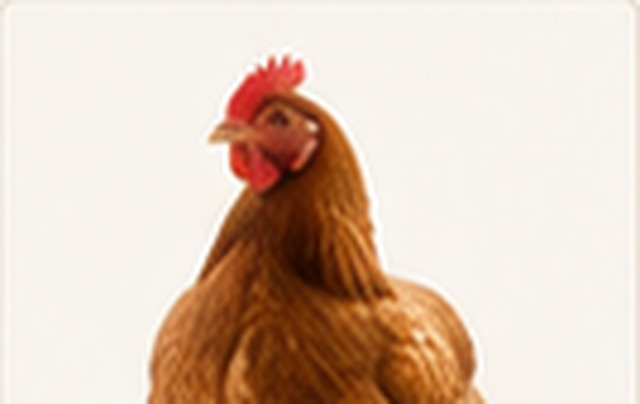 Poules
